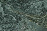 Polished Stromatolite (Alcheringa) Section - Billion Years #133046-2